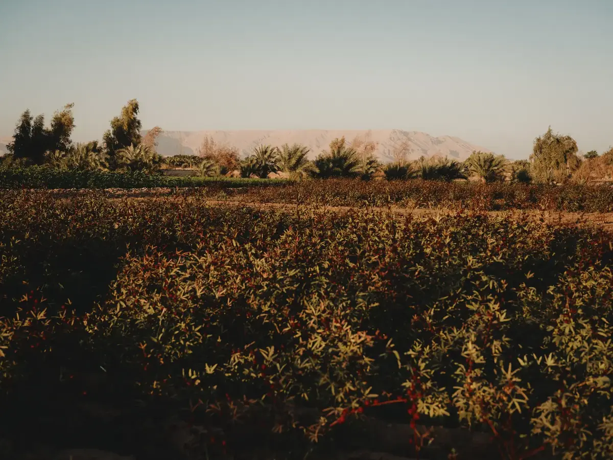 Cultivos de la granja de Al Moudira Hotel con montañas de Luxor al fondo