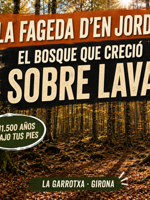 La Fageda d’en Jordà, bosque de hayas sobre una colada de lava en La Garrotxa